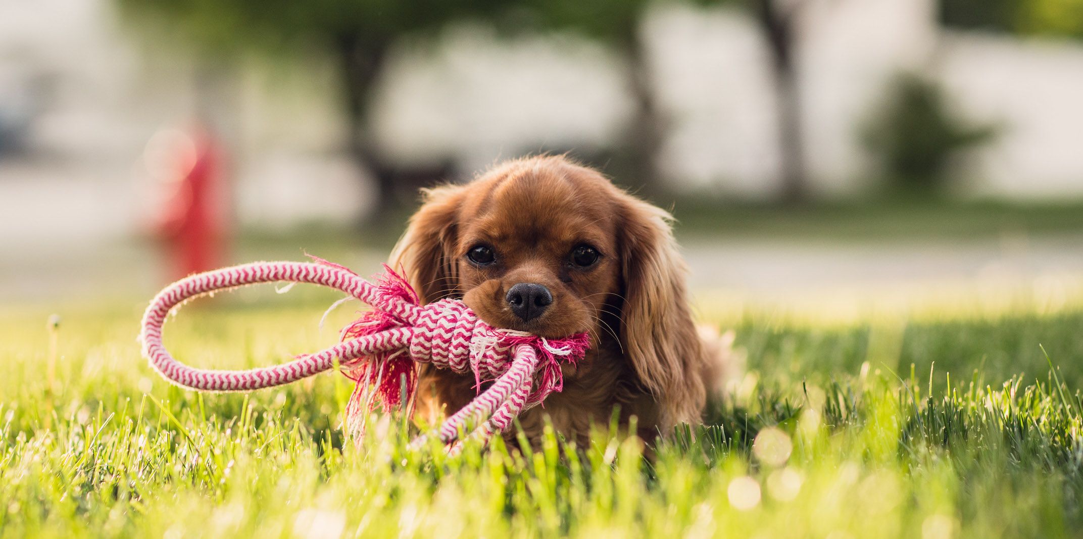 cocker spaniel puppy