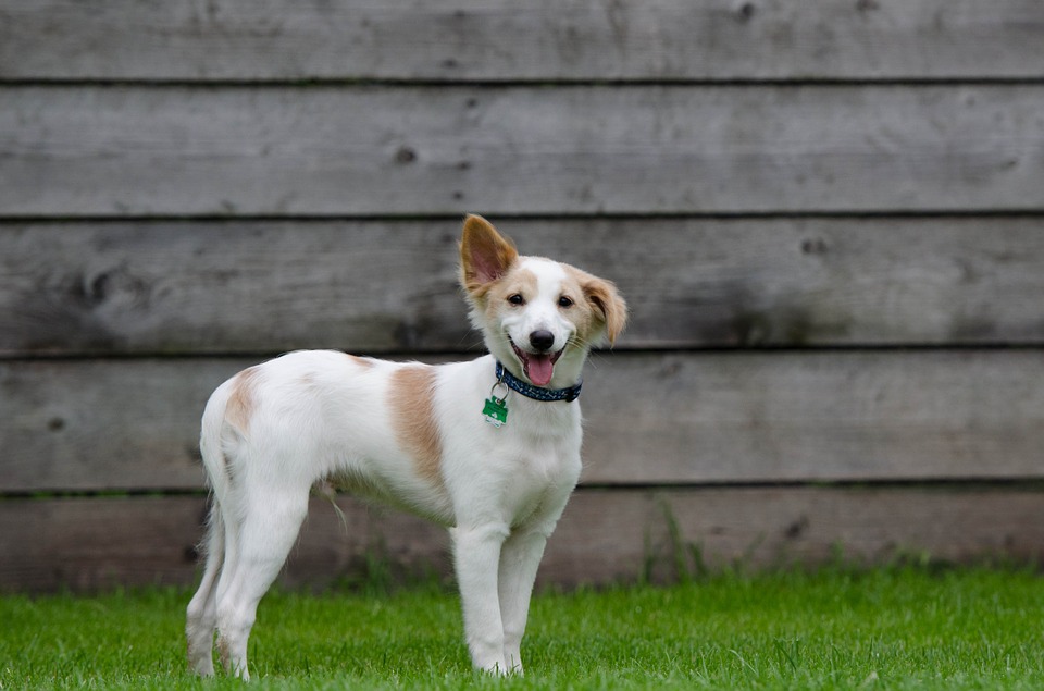 Cramped or bare kennels